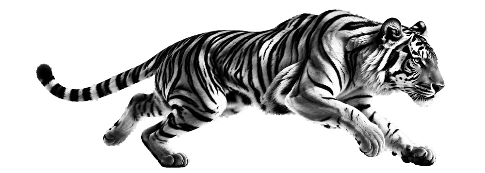 Tiger running