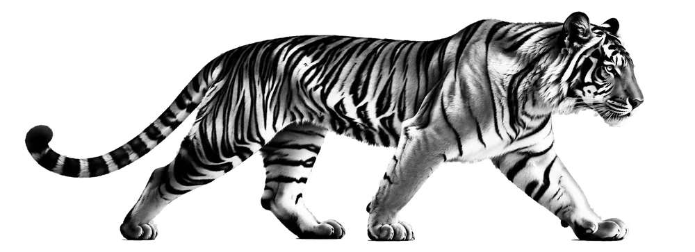 Tiger walking